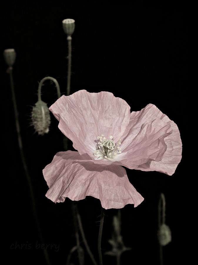 Pink Poppy on Black Photograph by Chris Berry