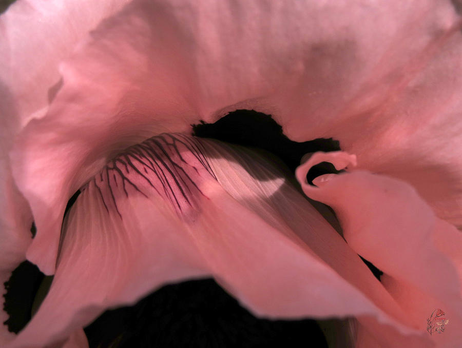 Oriental Poppy Photograph - Pink Poppy by Patricia Whitaker Oriental Poppy Photograph - Pink Poppy by Patricia Whitaker
