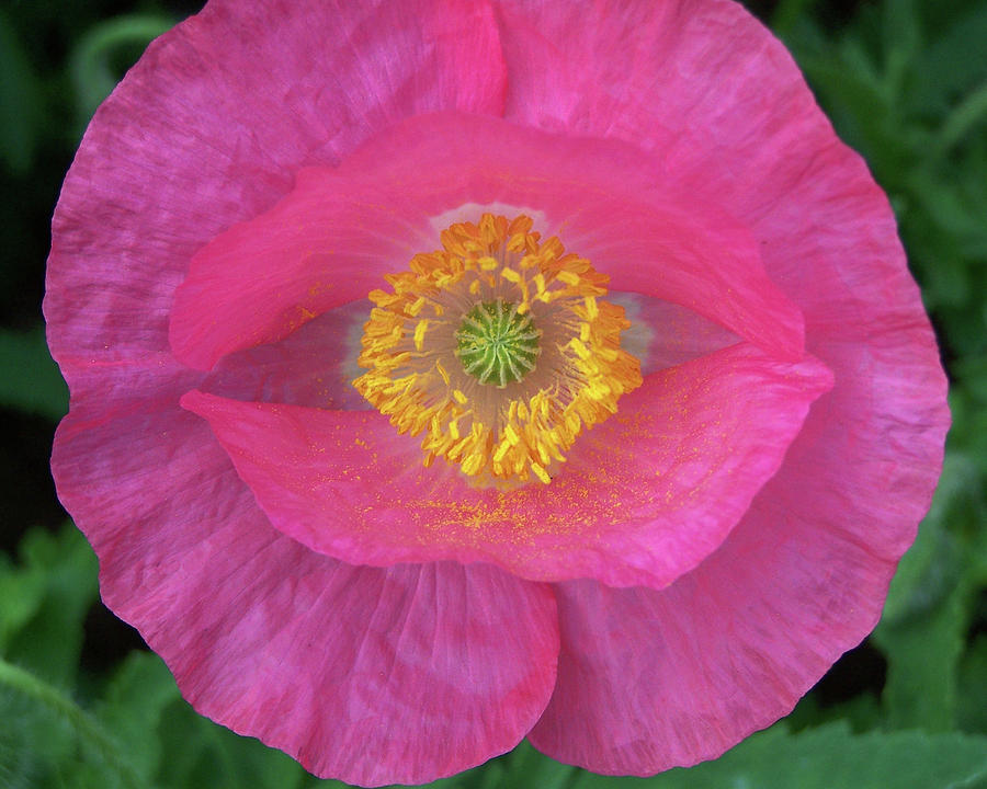 Pink Poppy Pollen Photograph by Jerry Griffin