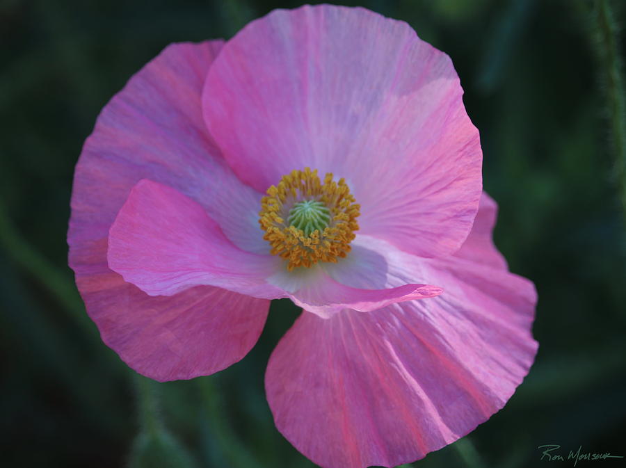 Pink Poppy Photograph by Ron Monsour
