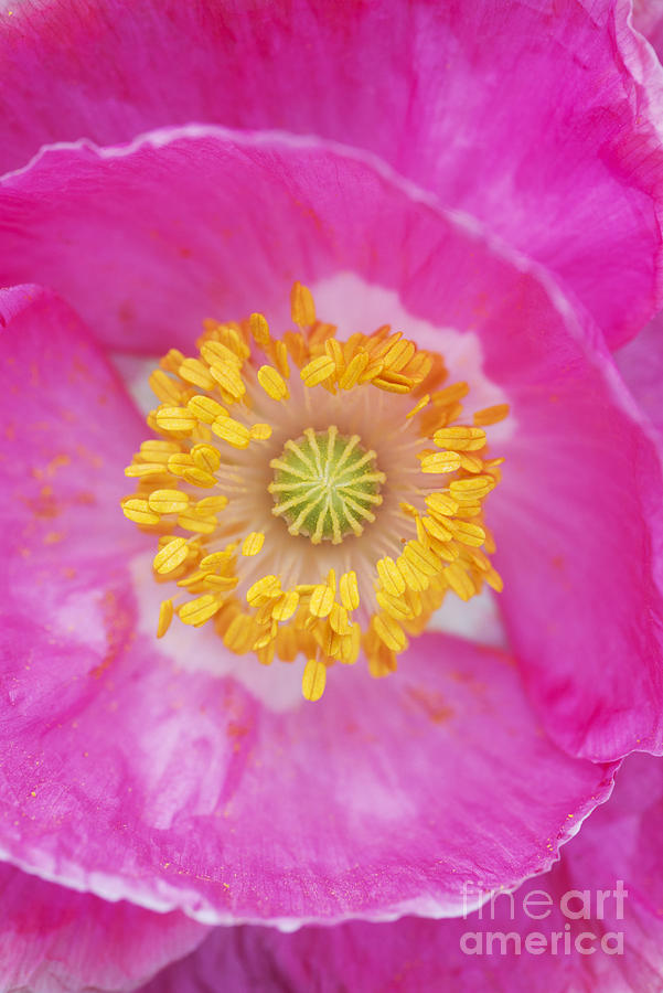 Poppy Photograph - Pink Poppy by Tim Gainey