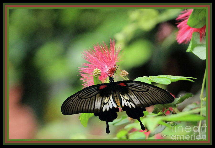 Pink Powder Puff and Butterfly, Framed Photograph by Sandra Huston