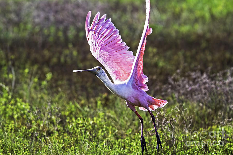 Pink Power Photograph by Gary Holmes