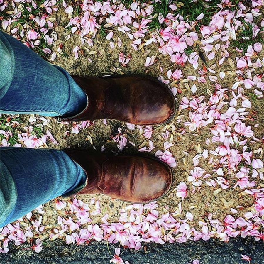 Nature Photograph - #pink #pretty #cherryblossum by Sharon Halteman