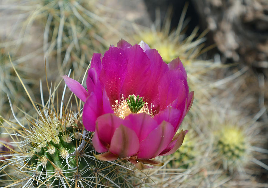 Pink Prickly Photograph by Aimee L Maher ALM GALLERY