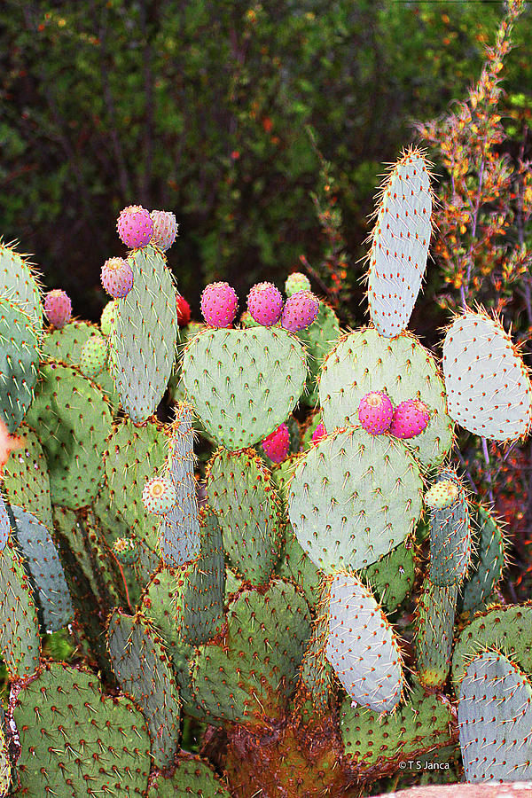 Pink Prickly Pear Cactus Digital Art by Tom Janca