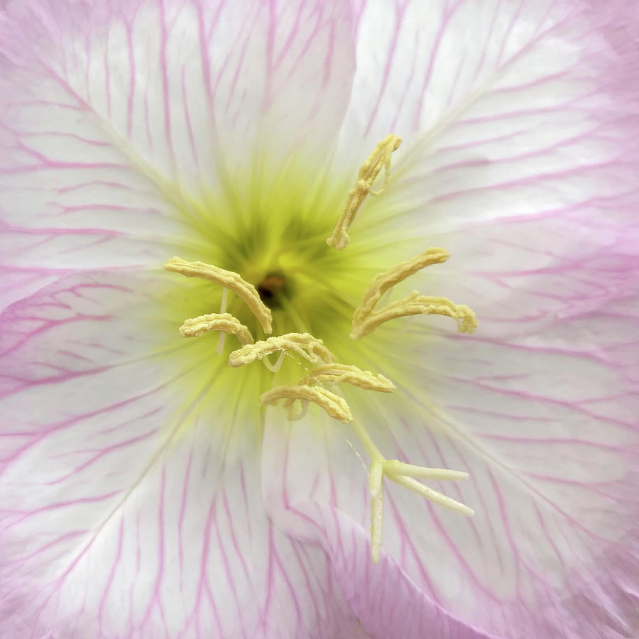 Pink Primrose macro square format Photograph by Denise Beverly