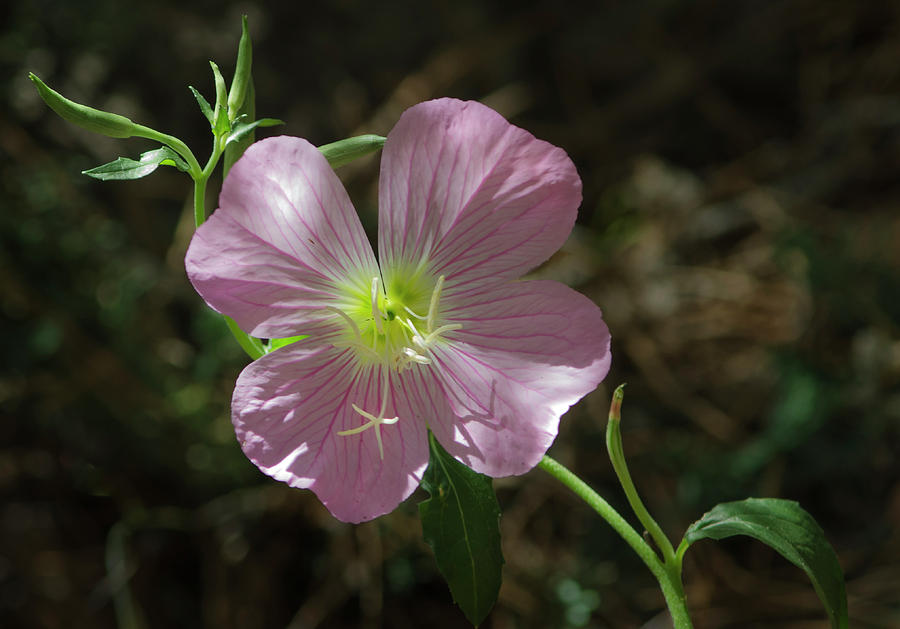Pink Primrose Photograph by Rick Mosher