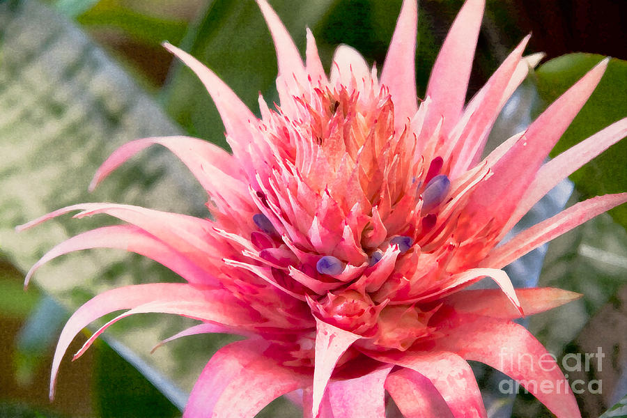 Pink Protea Art Digital Art by Sherry  Curry