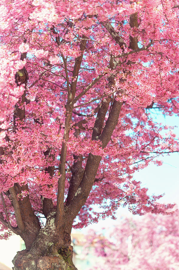 Pink Prunus Tree in Abundant Bloom Photograph by Jenny Rainbow