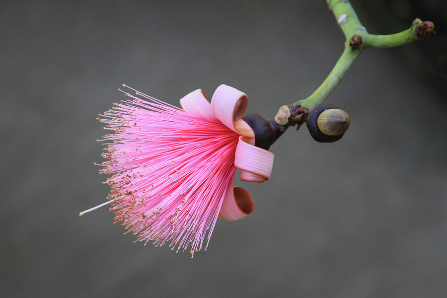 Pink Pseudobombax Ellipticum Flower Photograph by Bonnie Follett