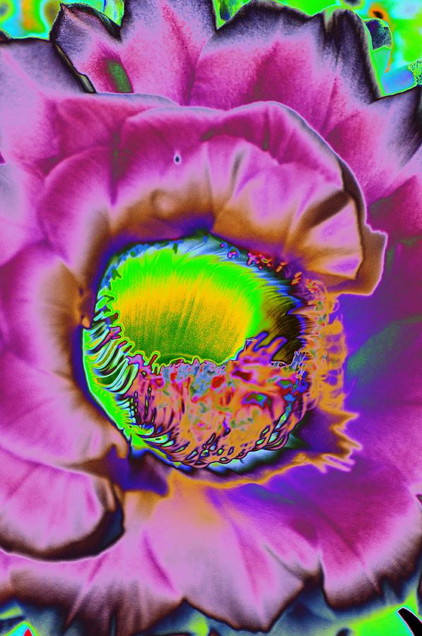 Flowers Still Life Photograph - Pink Psychedelic Cirrus by Richard Henne