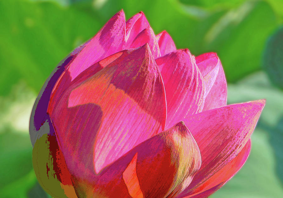 Pink Psychedelic Lotus Photograph by Emmy Marie Vickers