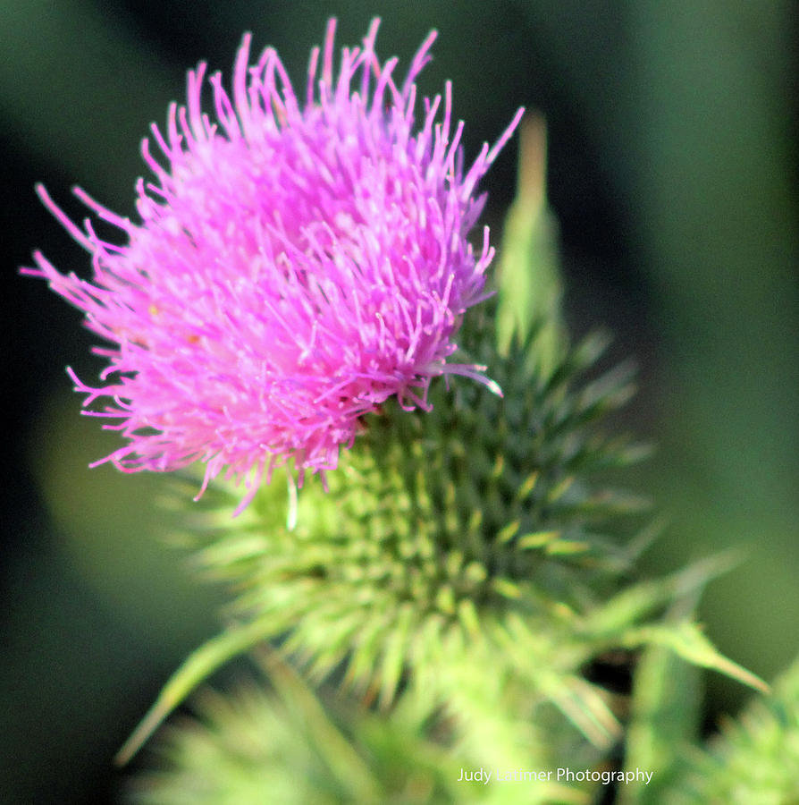 Pink Puff Photograph by Nightingale Photography Judy Latimer - Fine Art ...