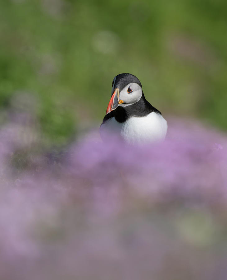 Pink Puffin Photograph by Pete Walkden