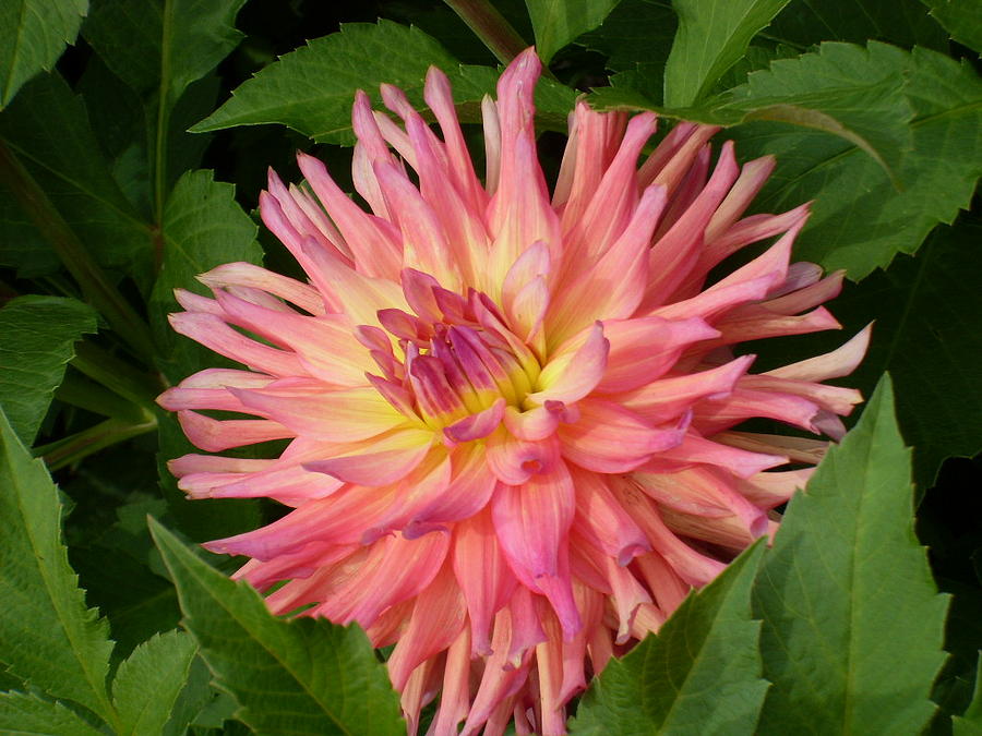 Pink Purple Dahlia Photograph by Lisa Smith