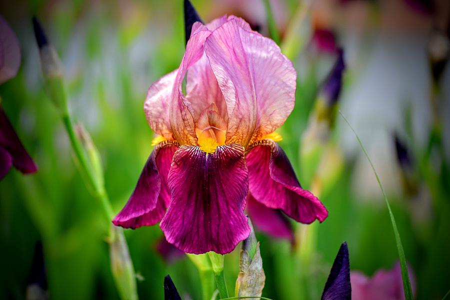 Pink Purple Iris Photograph by Michael Brungardt