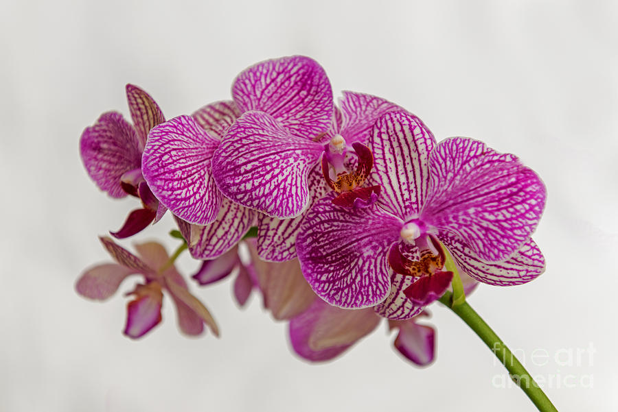 Pink Purple Orchid 2 Photograph by Willie Harper