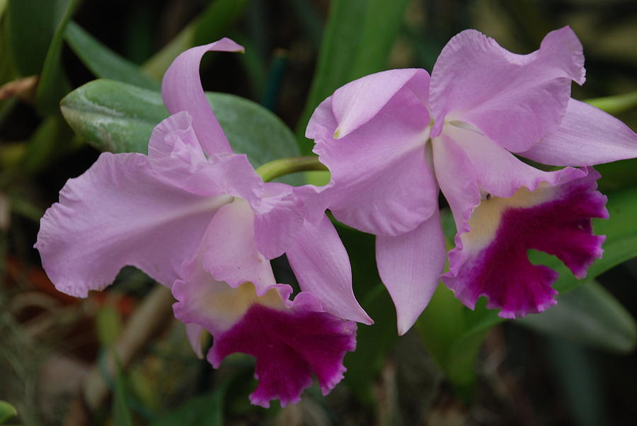 Orchid Photograph - Pink Purple Orchids by Rob Hans