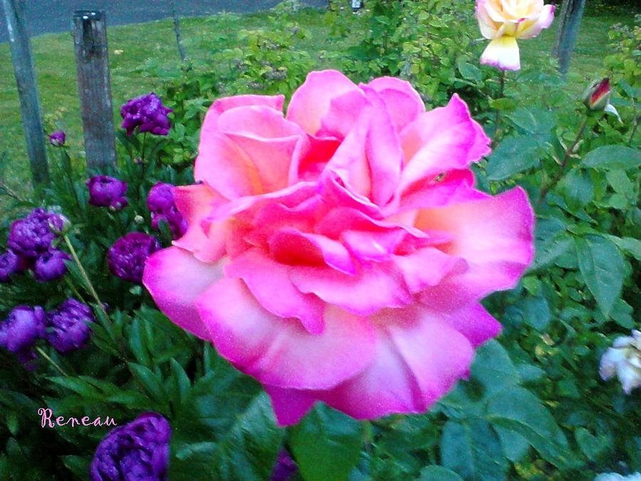Pink Queen Rose 2 Photograph by A L Sadie Reneau