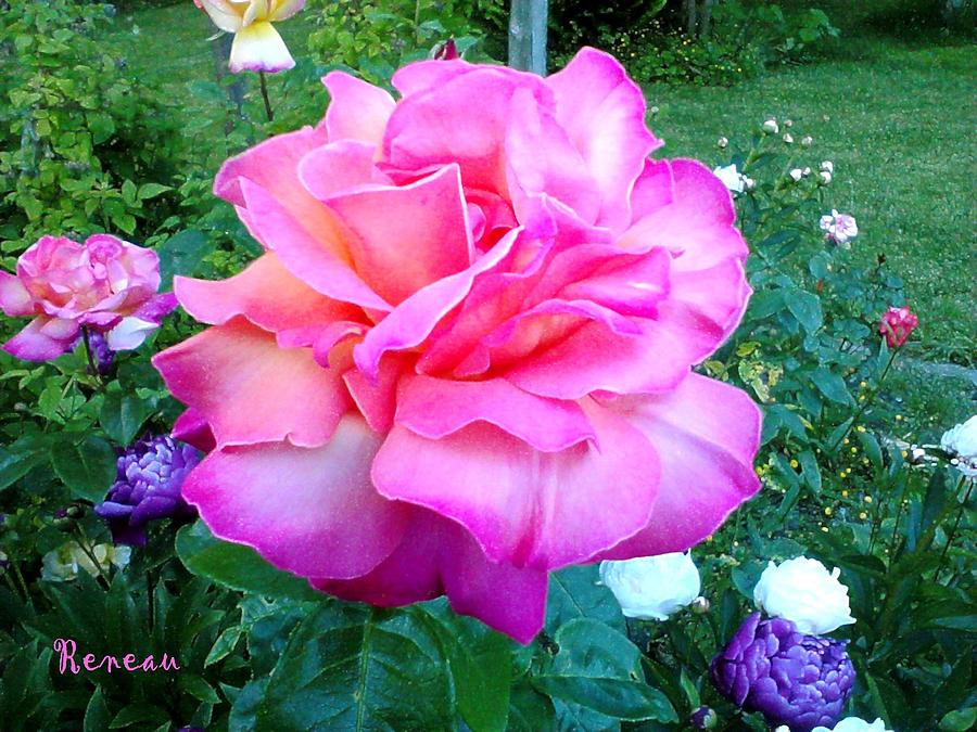 Pink Queen Rose Photograph by A L Sadie Reneau