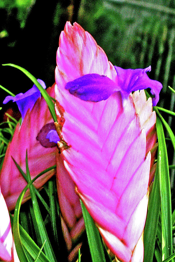 Pink Quill in National Botanical Garden, Washington DC Photograph by Ruth Hager
