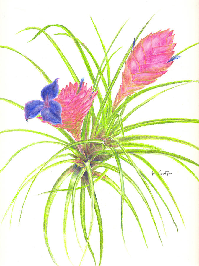 Tillandsia Cyanea Painting - Pink Quill by Penrith Goff