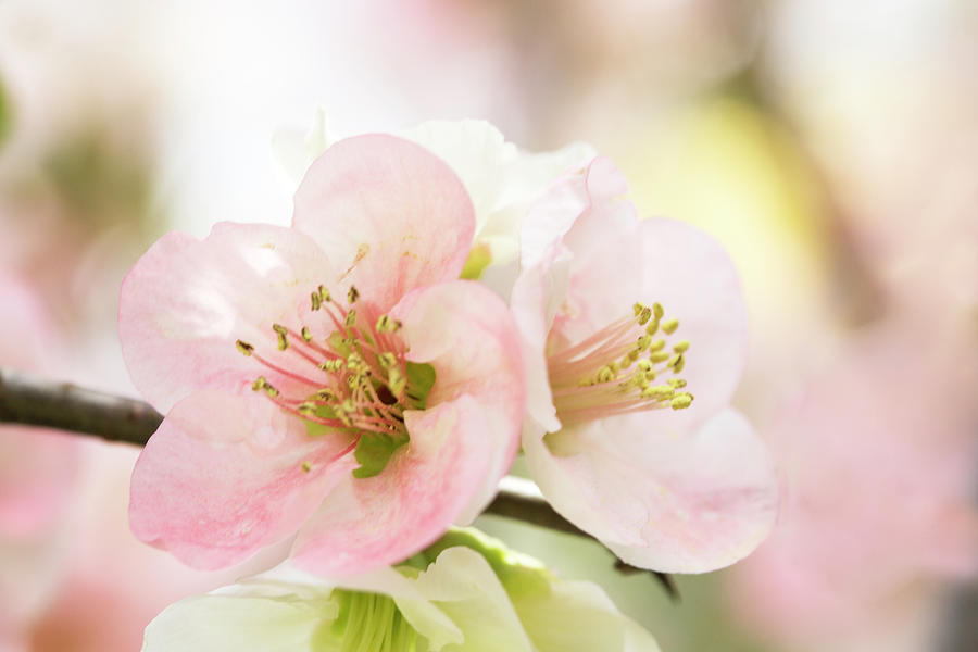 Flowering Quince Photograph - Pink quince Chaenomeles by Iris Richardson