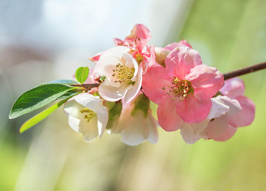 Flowering Quince Photograph - Pink Quince Flowers April In Jersey by Iris Richardson