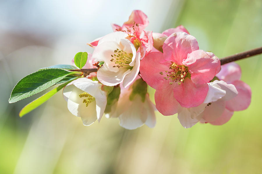 Flowering Quince Photograph - Pink Quince Flowers In April by Iris Richardson