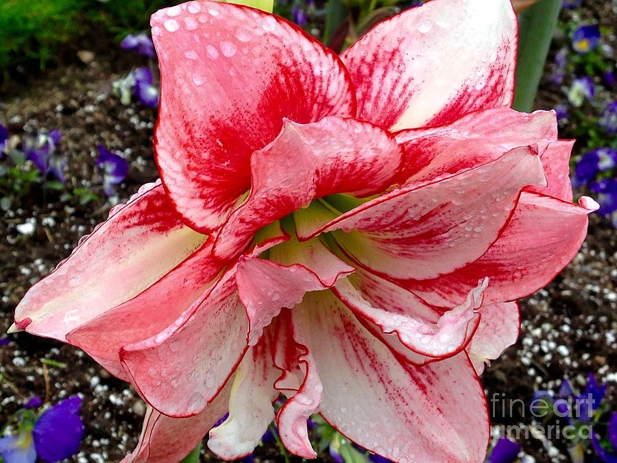 Flowers Still Life Photograph - Pink Raindrops in the Park - CloseUp of White and Pink Apple Blossom Amaryllis by Sylvie Marie
