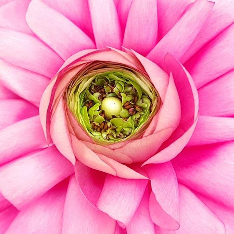 Spring Photograph - Pink Raniculus By Tammy Finnegan by Tammy Finnegan