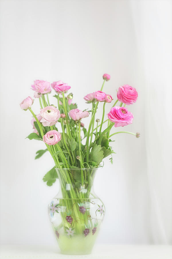 Pink Ranunculus in Glass Vase Photograph by Susan Gary
