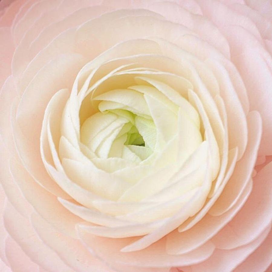 Pink Ranunculus. Love This Time Of The Photograph by Sungi Verhaar