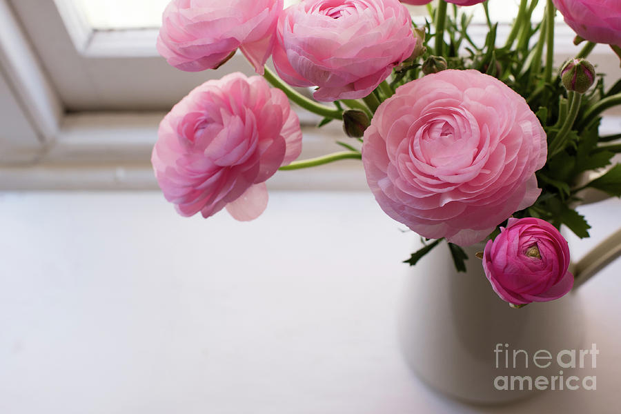 Above Photograph - Pink ranunculus by Natalie Board Above Photograph - Pink ranunculus by Natalie Board