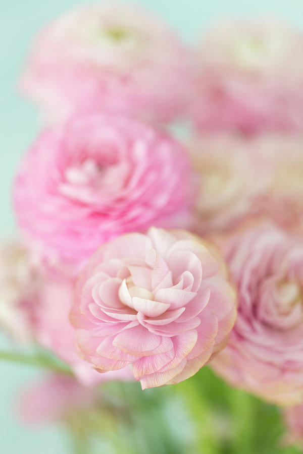 Pink Ranunculus on Blue Photograph by Susan Gary
