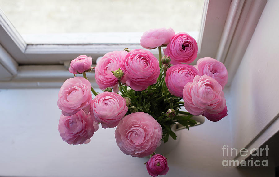 Above Photograph - Pink ranunuculus by the window by Natalie Board Above Photograph - Pink ranunuculus by the window by Natalie Board