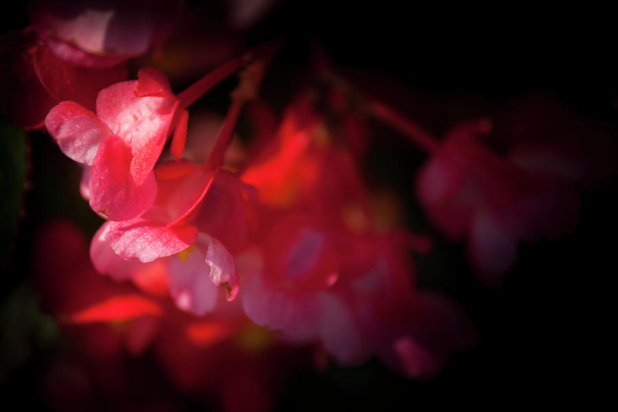 Flower Photograph - Pink/Red Flowers Horizontal by Mason Resnick