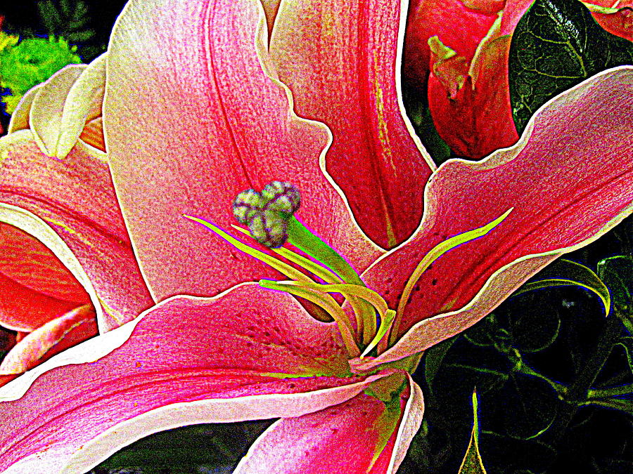 Flower Digital Art - Pink Red Lily by Bonita Brandt