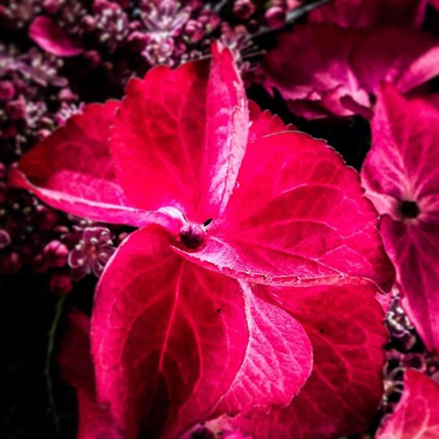 Summer Photograph - #pink #red #vivid #vibrant #colour by Sam Stratton