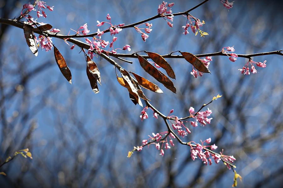 Pink Redbud Tree Blossoms- Fine Art Photograph by KayeCee Spain