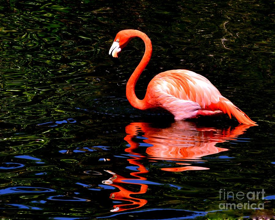 Miami Photograph - Pink Reflection by Lisa Renee Ludlum