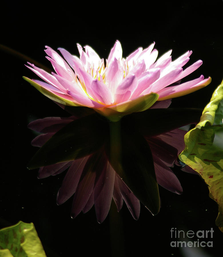 Pink Reflection Lotus Waterlily Photograph by Jackie Irwin