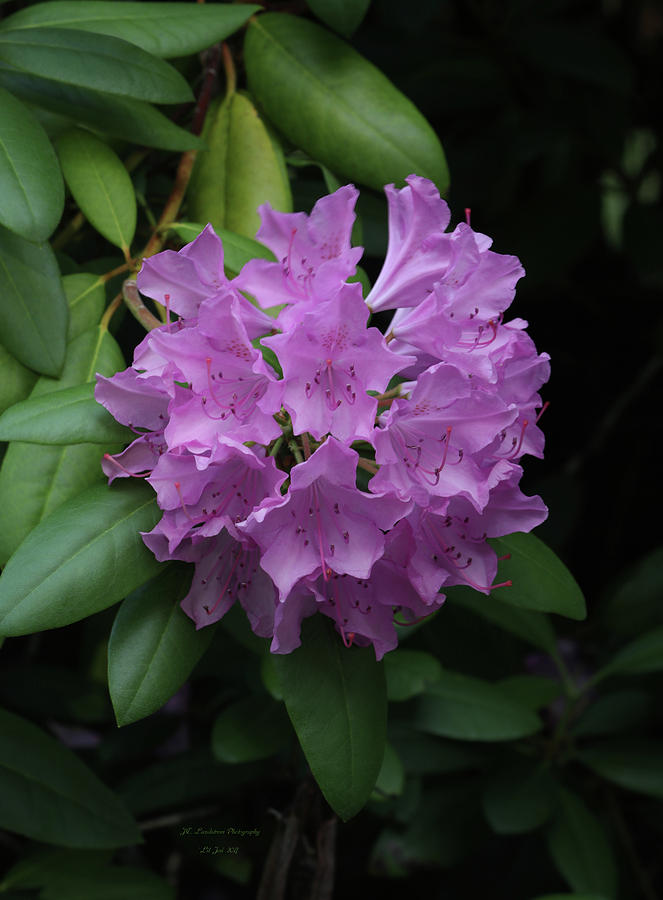 Nature Photograph - Pink Rhodies In Bloom by Jeanette C Landstrom