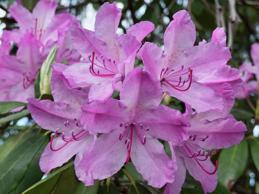 Pink Rhodies Photograph by Leslie Montgomery