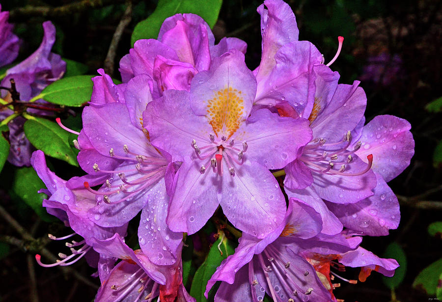 Pink Rhododendron 003 Photograph by George Bostian