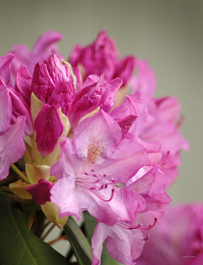 Pink Rhododendron 1 Photograph by Frank Mari