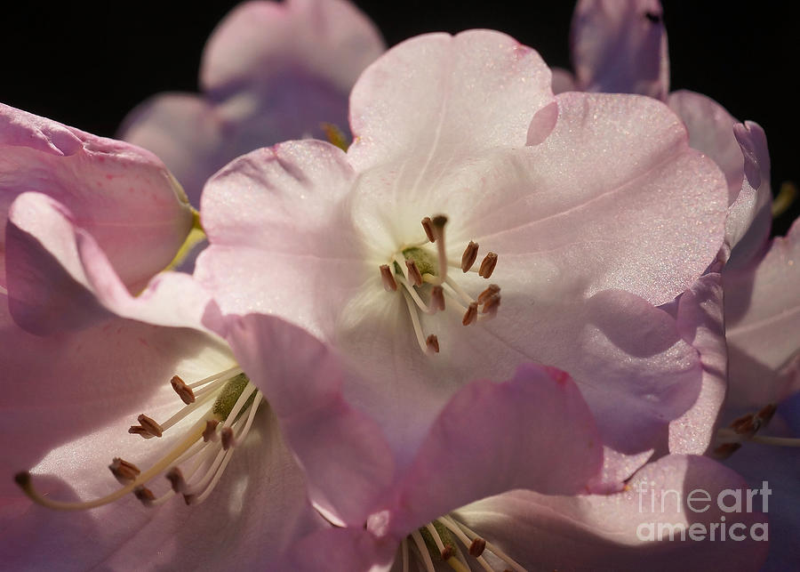 Pink Rhododendron 2 Photograph by Rudi Prott