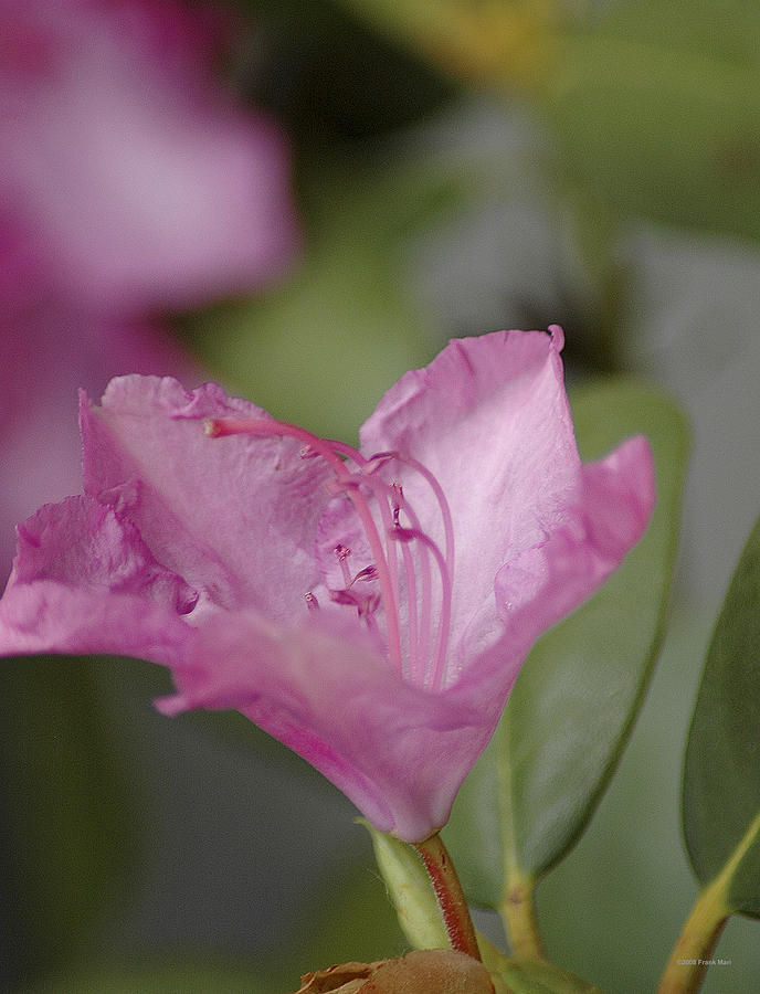 Pink Rhododendron 20 Photograph by Frank Mari