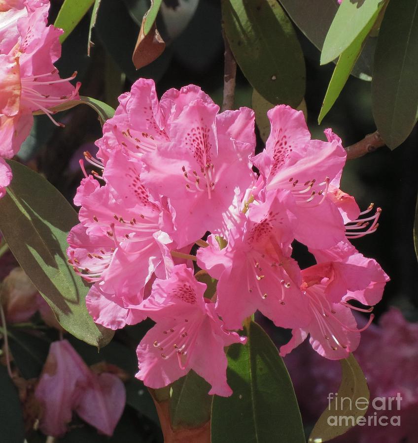 Pink Rhododendron Photograph by Anita Adams